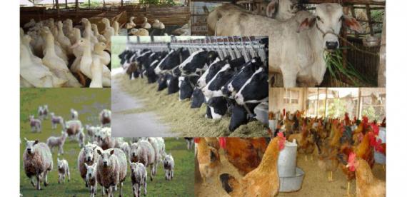 animal-husbandry-department-office-1170x568.jpg